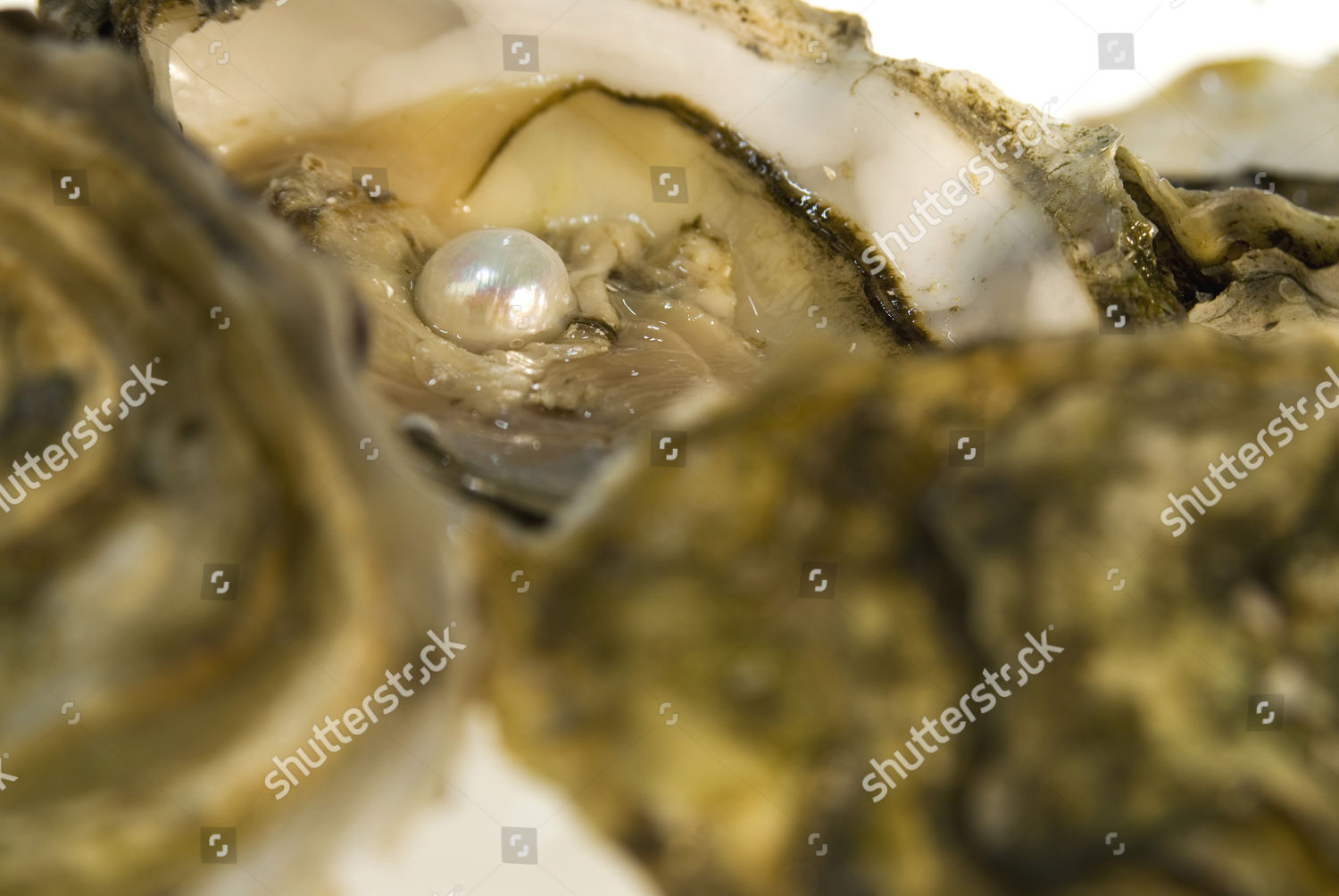 Do all oysters have pearls