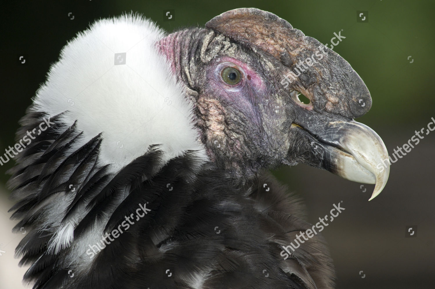 Juvenile Andean Condor Vultur Gryphus Open Editorial Stock Photo ...