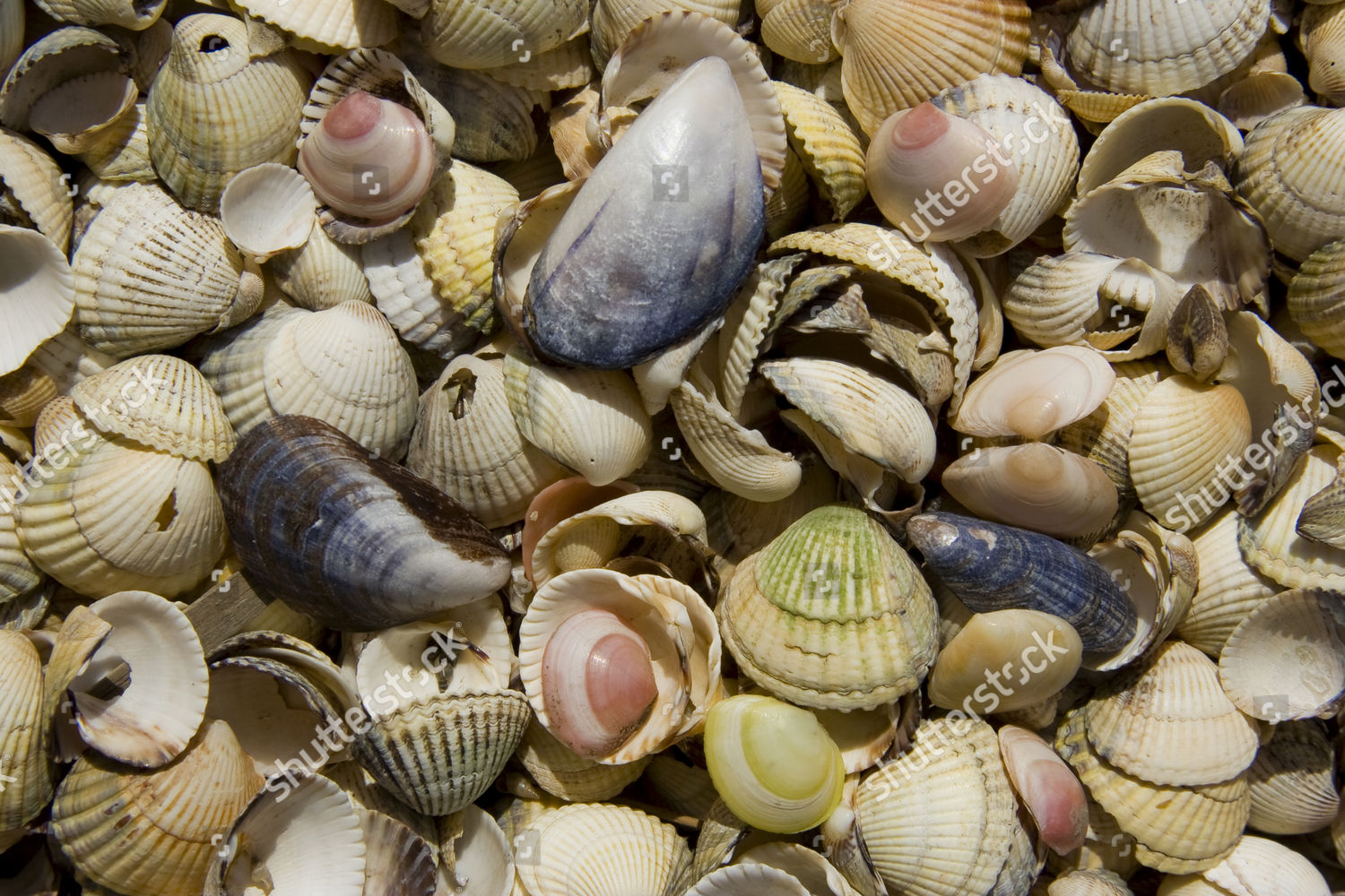 Blue Mussels Mytilus Cockle Shells Cardiidae Editorial Stock Photo ...