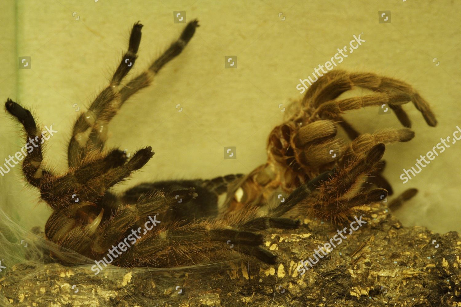 Rosehair Tarantula Grammostola Roseus Shedding Skin Editorial Stock ...