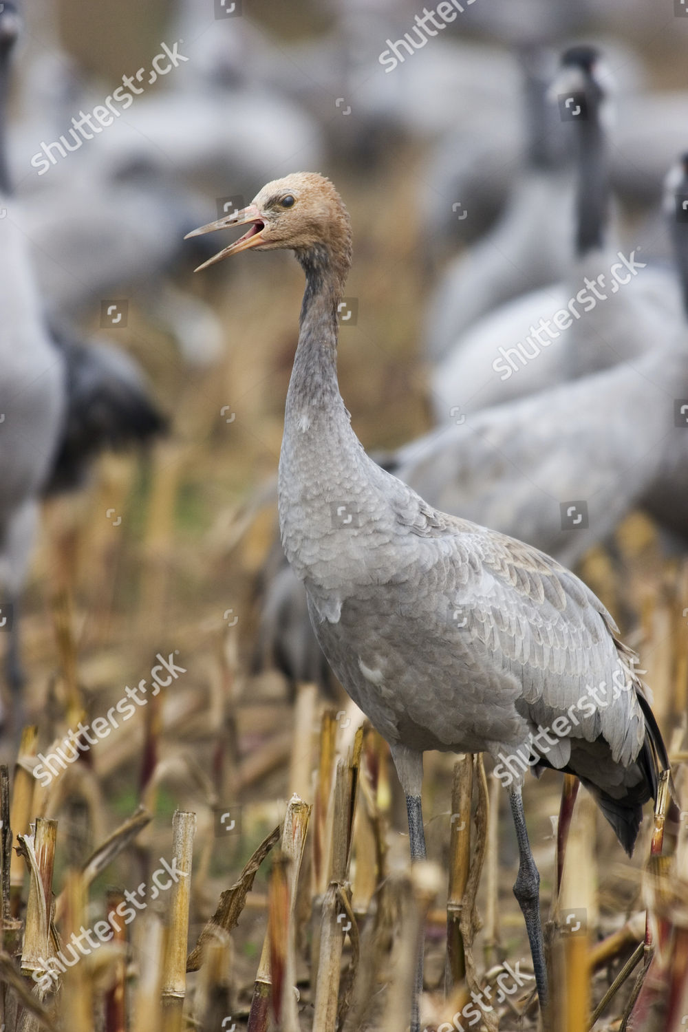 Young Crane Calling Grus Grus National Editorial Stock Photo Stock Image Shutterstock
