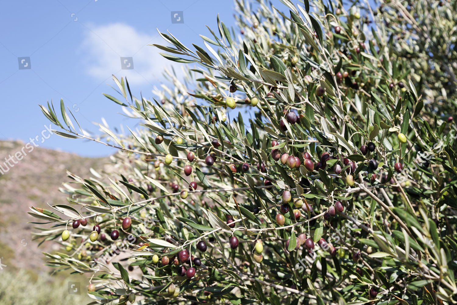 Крымская олива дерево