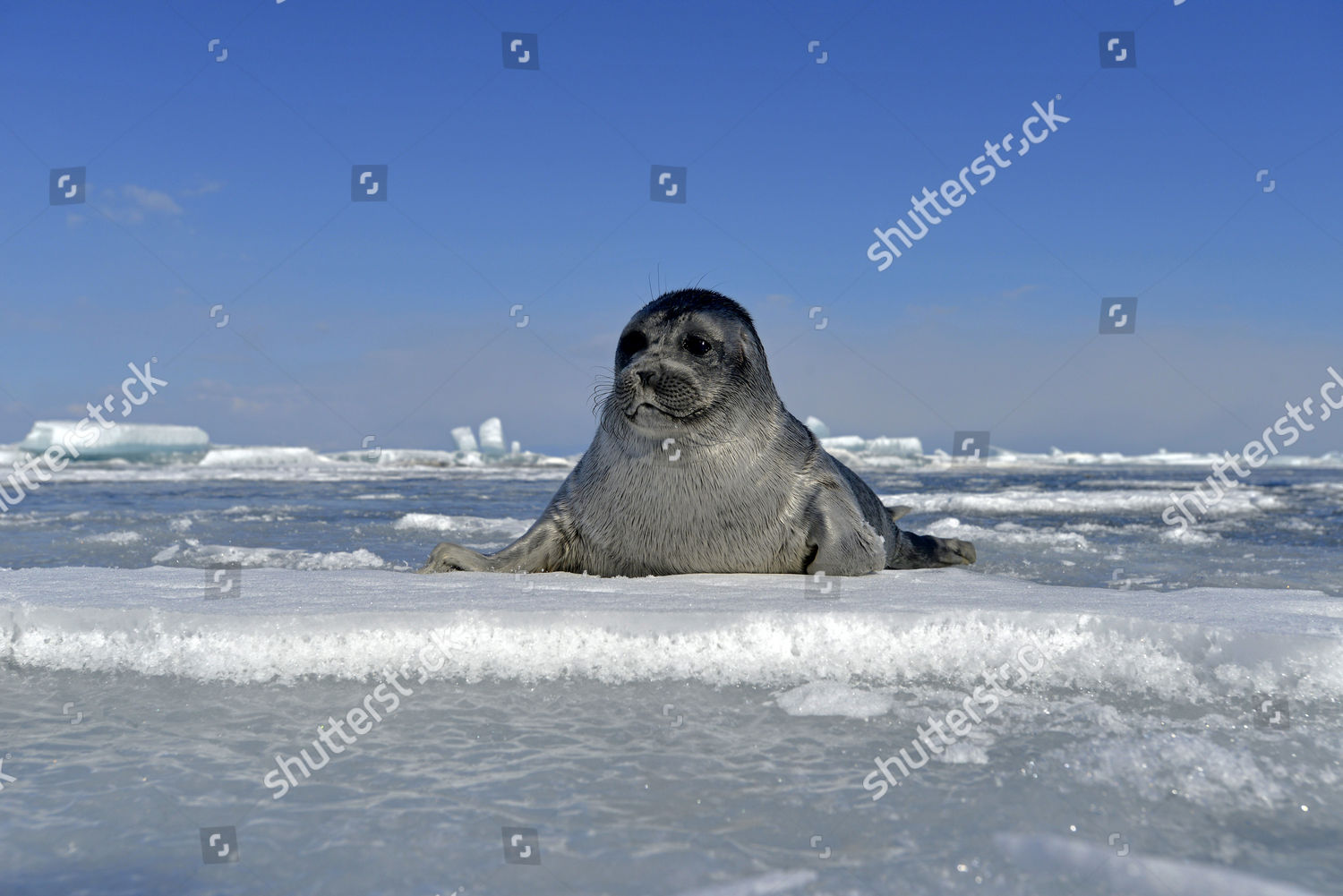 Baikal Seal Pusa Sibirica Phoca Sibirica Editorial Stock Photo Stock