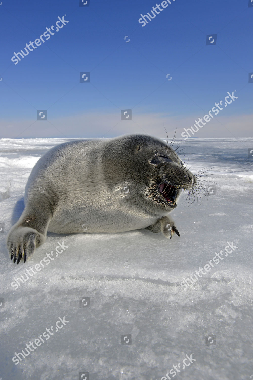 Baikal Seal Pusa Sibirica Phoca Sibirica Editorial Stock Photo Stock
