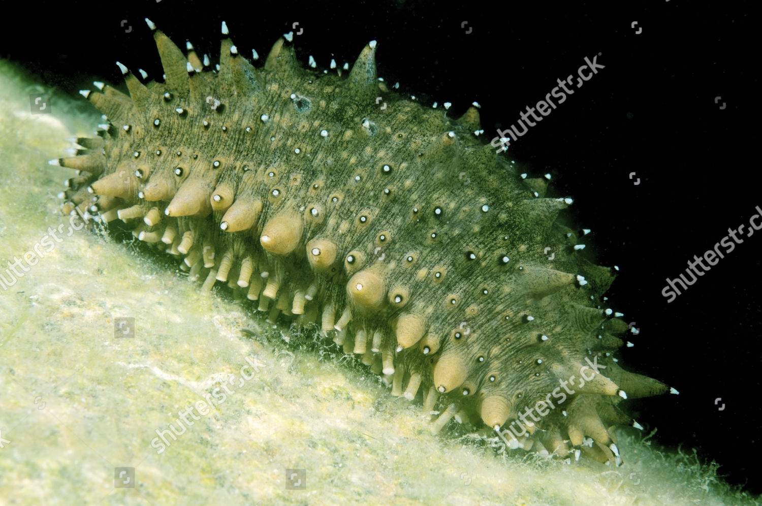 Japanese Spiky Sea Cucumber Japanese Sea Editorial Stock Photo Stock