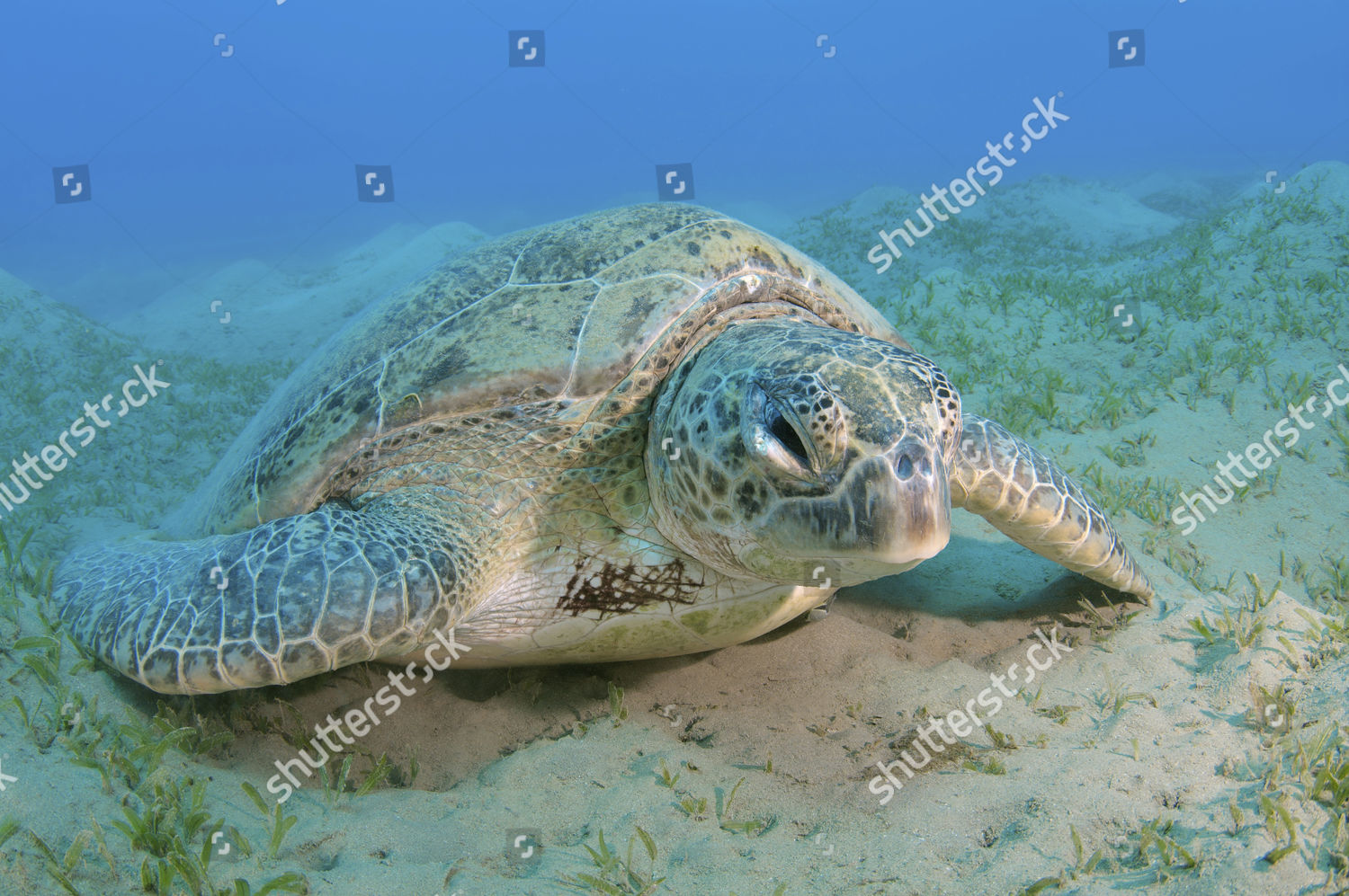 Old Green Sea Turtle Chelonia Mydas Editorial Stock Photo - Stock Image ...