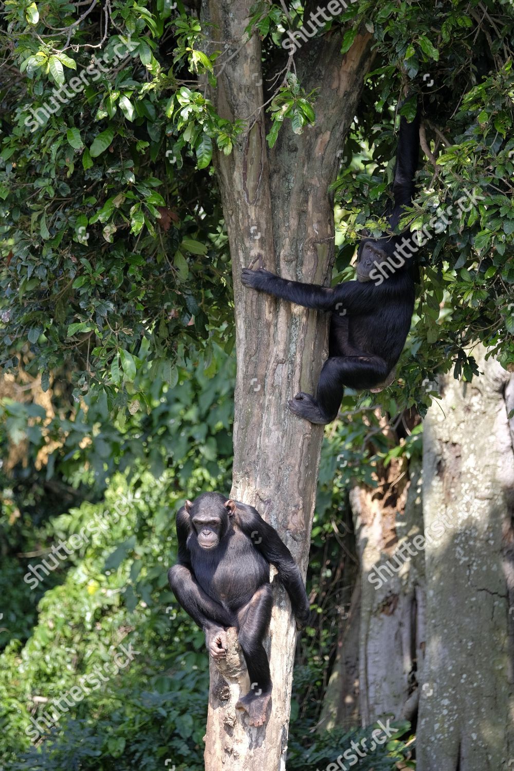 Two Chimpanzees Pan Hanging Tall Hardwood Editorial Stock Photo - Stock