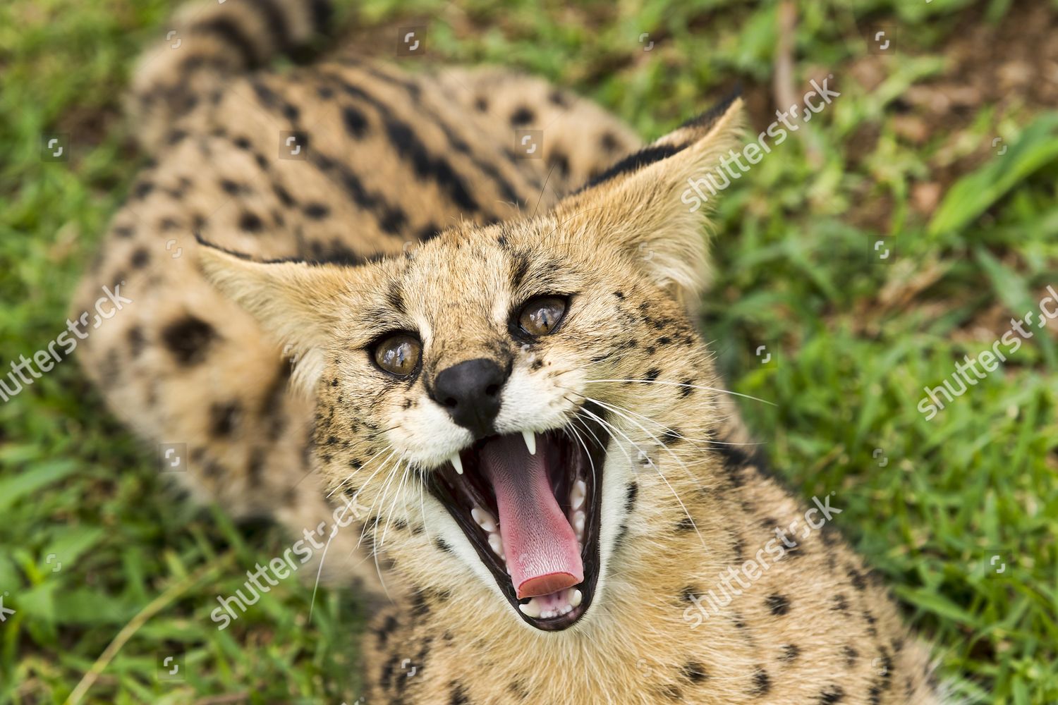 Hissing Serval Leptailurus Serval Age 2 Editorial Stock Photo Stock