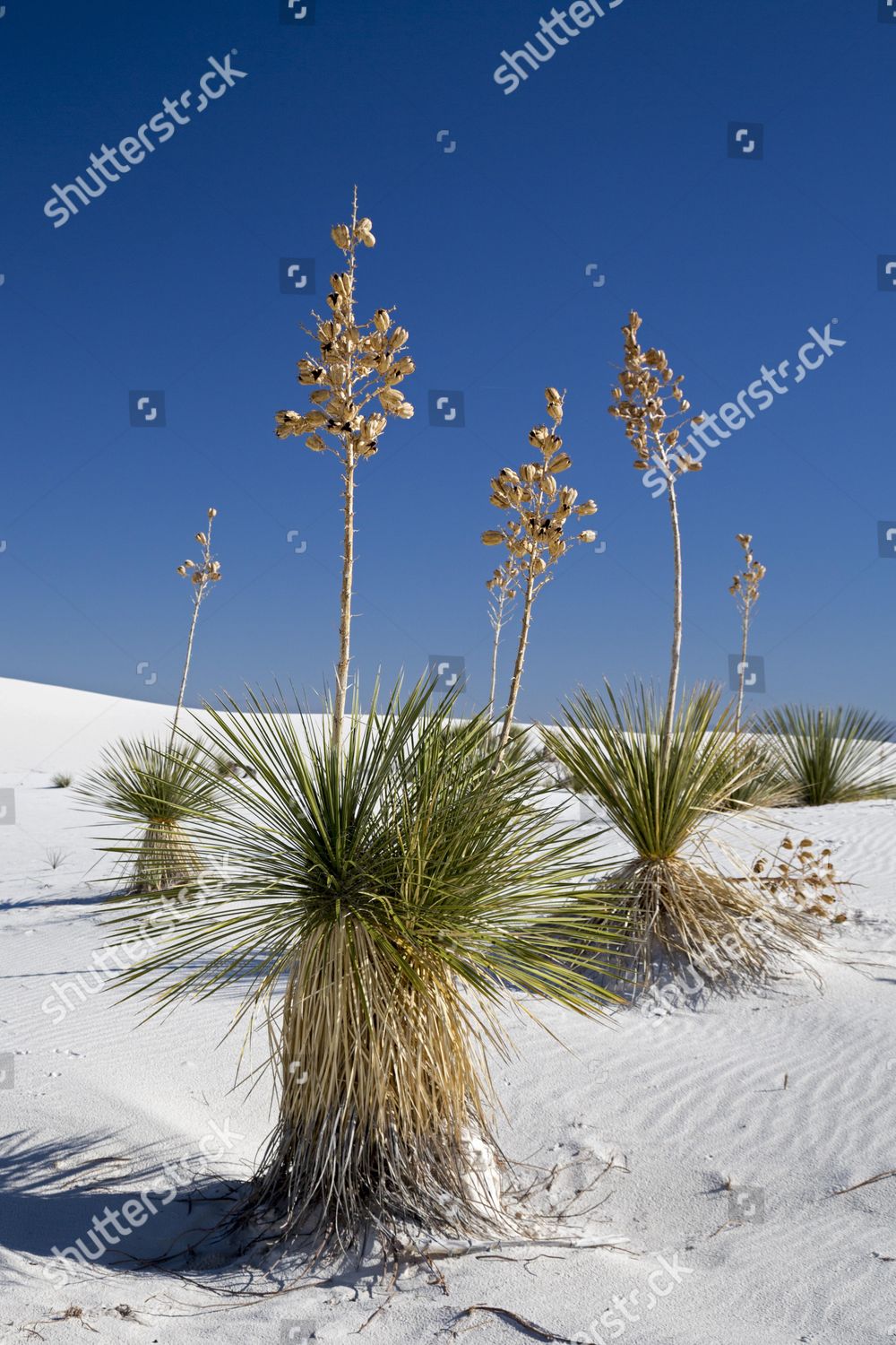 Soaptree Yucca Yucca Elata Plants Growing Editorial Stock Photo - Stock ...