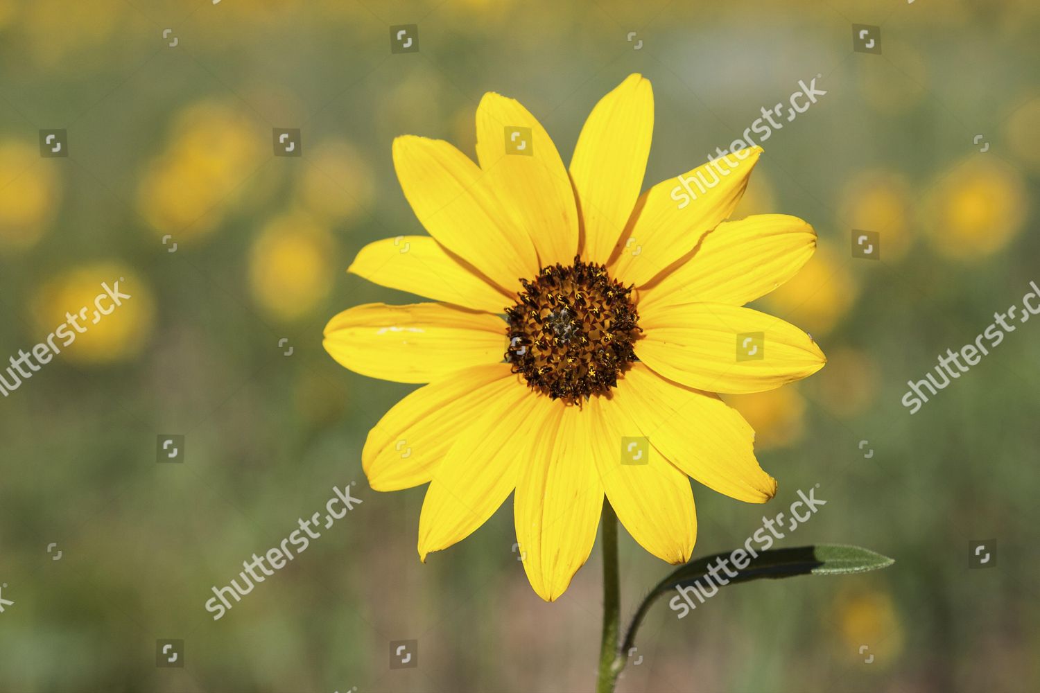 Yellow Coneflower Rudbeckia Sp Utah United Editorial Stock Photo