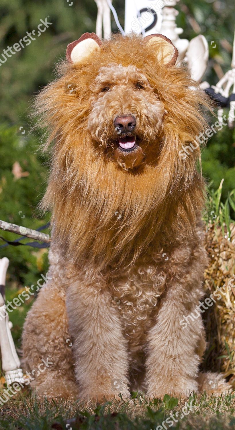goldendoodle lion