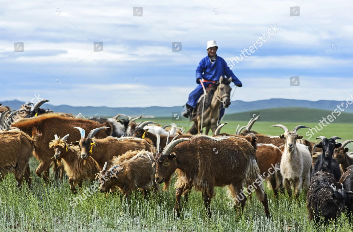 Mongolian Nomad On Horse Herding Cashmere Editorial Stock Photo - Stock ...