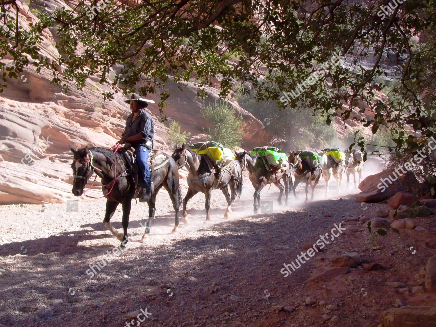 Mule Train Bringing Us Mail Hualapai Editorial Stock Photo Stock