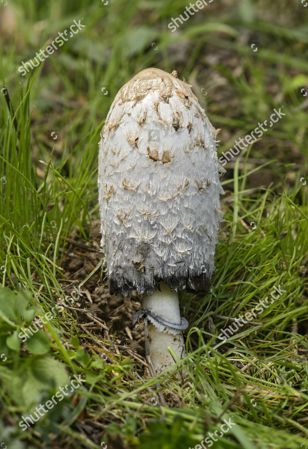 Shaggy Ink Cap Coprinus Comatus Edible Editorial Stock Photo - Stock ...