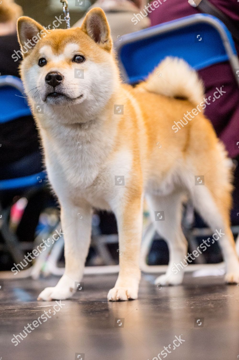 Shiba Inu Dog Awaiting His Competition Classes Editorial