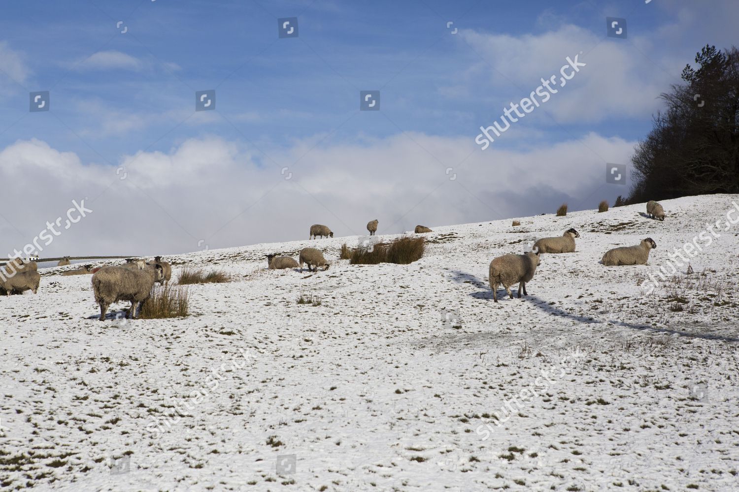 Sheep Field Upper Teesdale County Durham Editorial Stock Photo - Stock ...