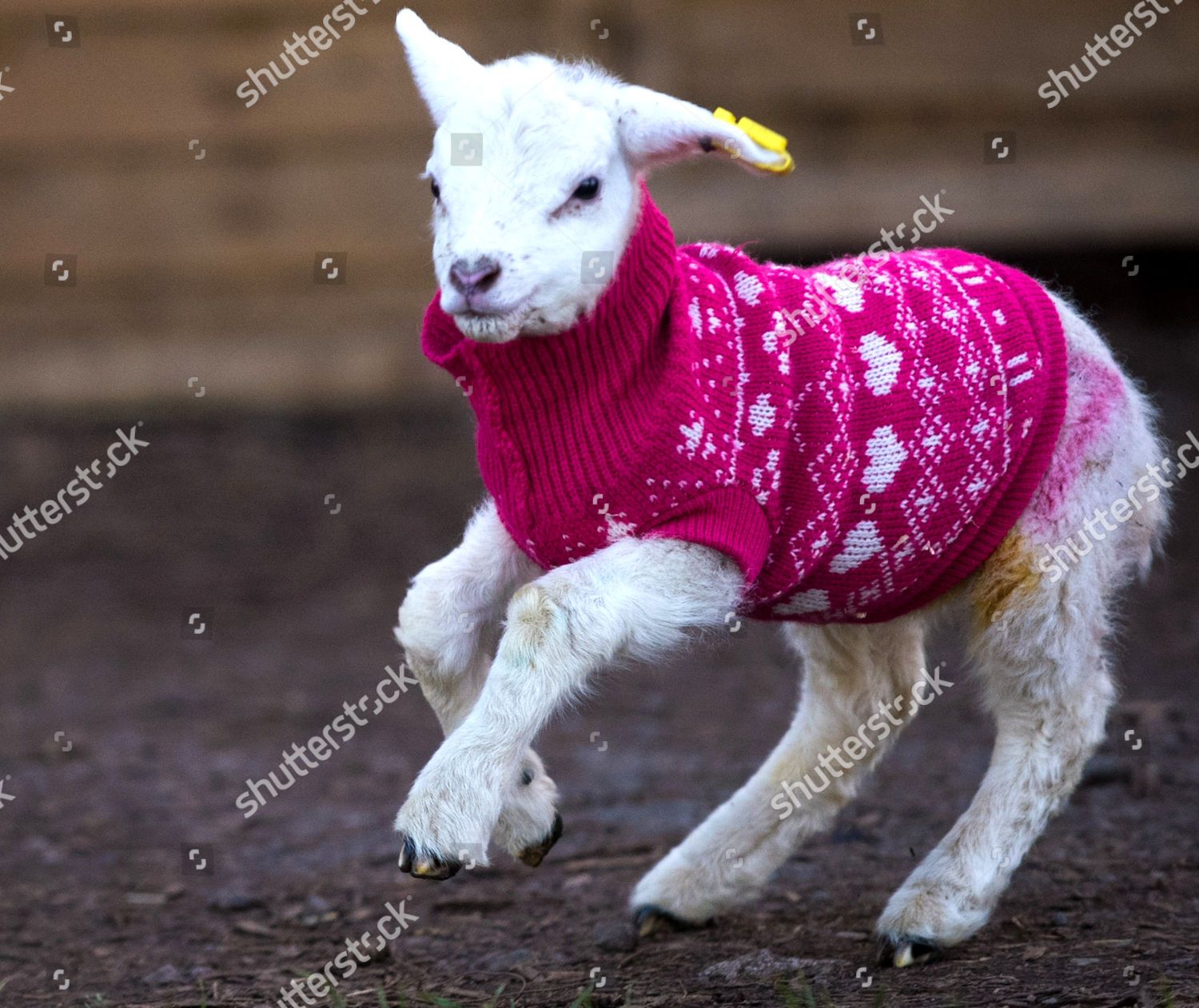 Newborn Lamb Wearing One Knitted Jumpers Editorial Stock Photo Stock