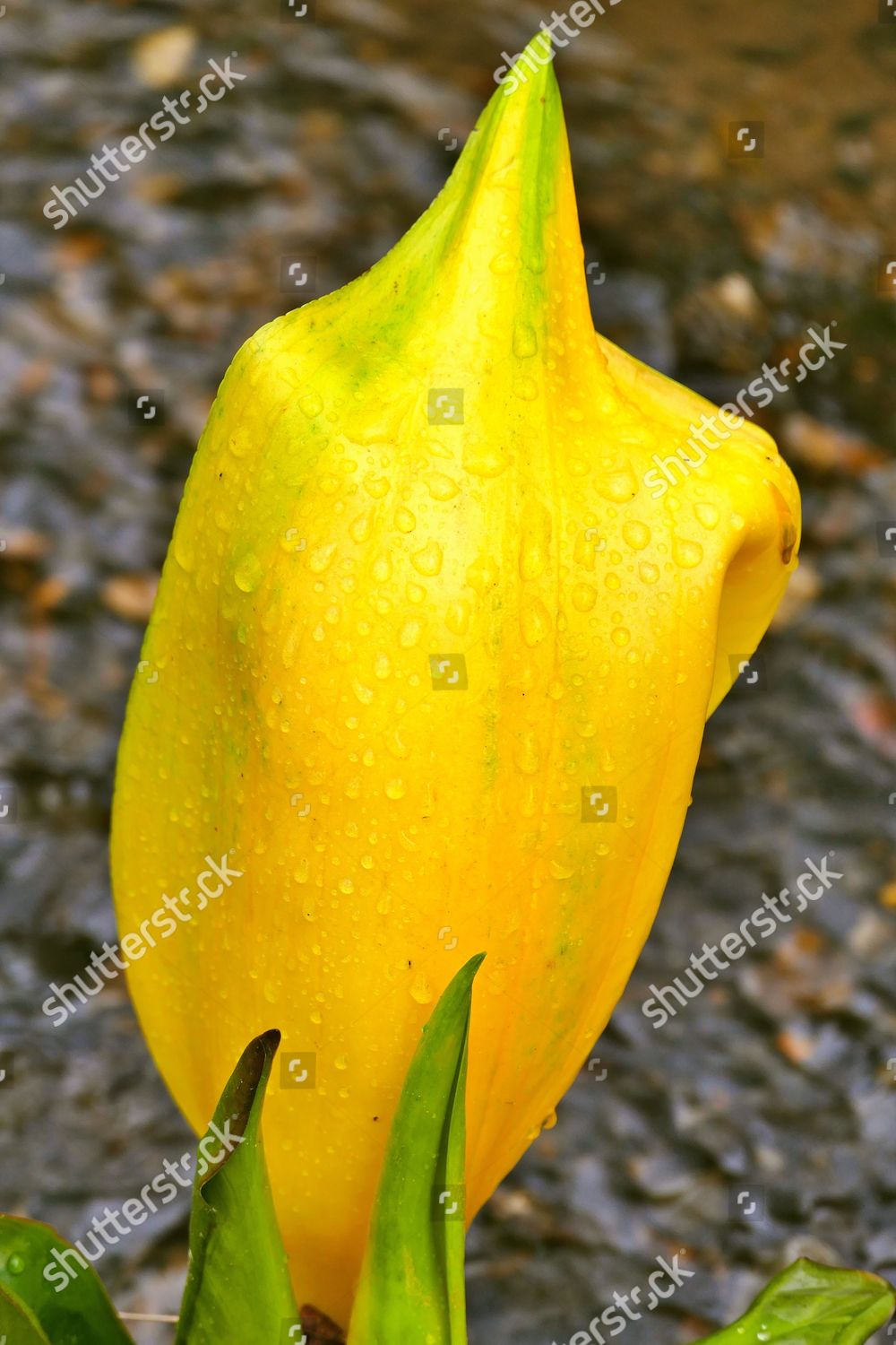 Skunk Cabbage Bloom After Rainfall Hillier Editorial Stock Photo