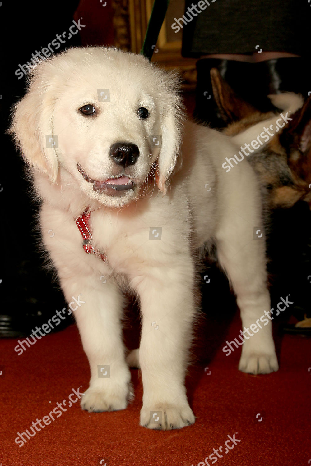 Golden Retriever Puppy Teddy Editorial Stock Photo Stock Image Shutterstock