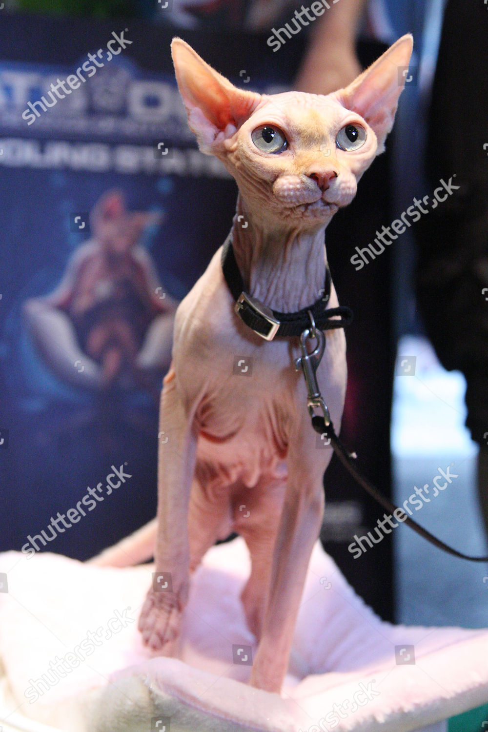 Kitty Galore Editorial Stock Photo Stock Image Shutterstock