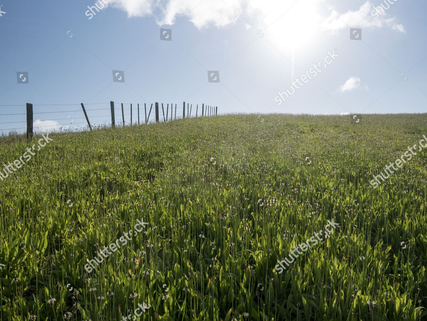 Fresh Pasture Fence Rolling Farmland Kerikeri Editorial Stock Photo