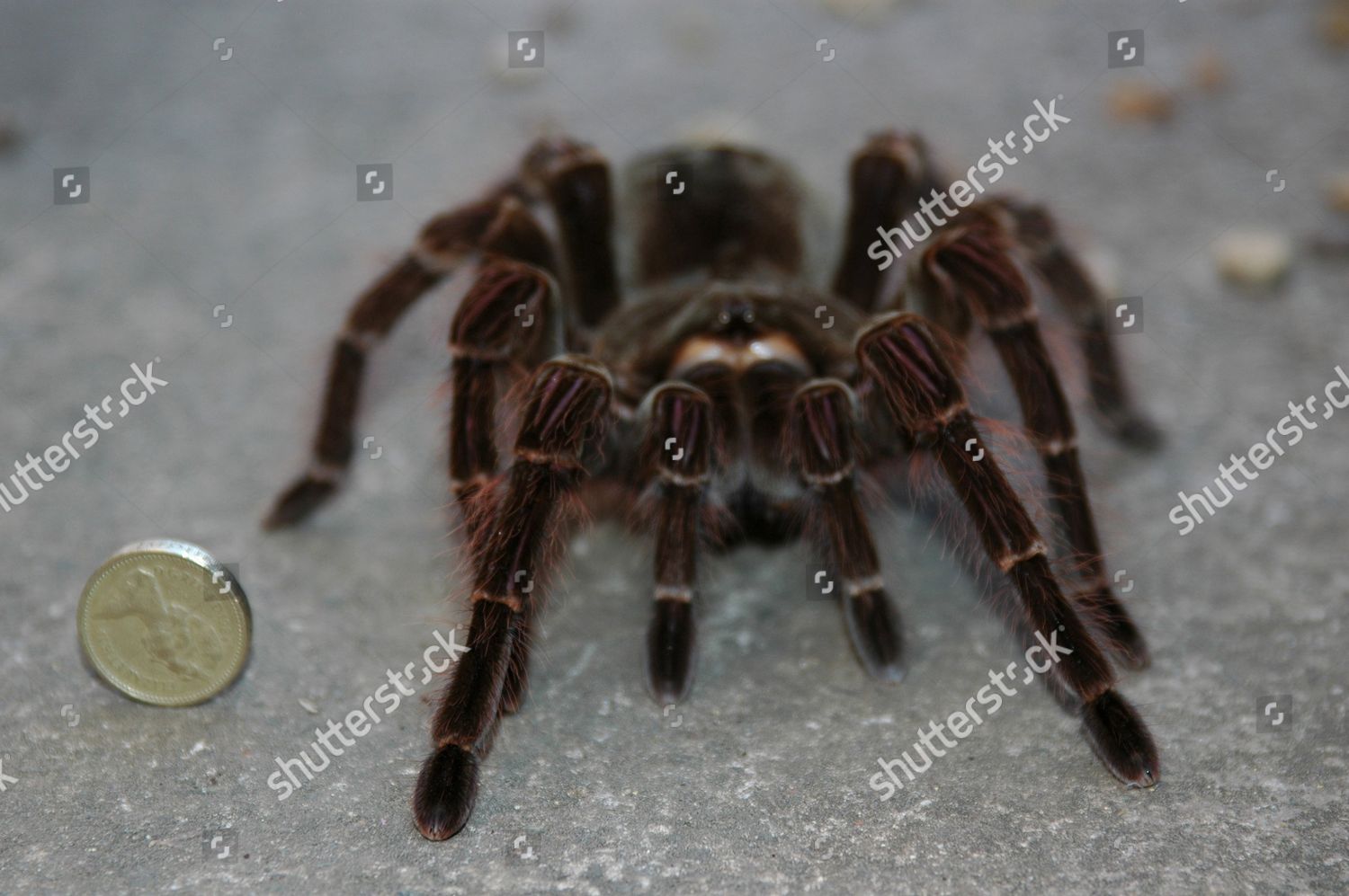 Lucretia Goliath Bird Eating Spider Next Pound Editorial