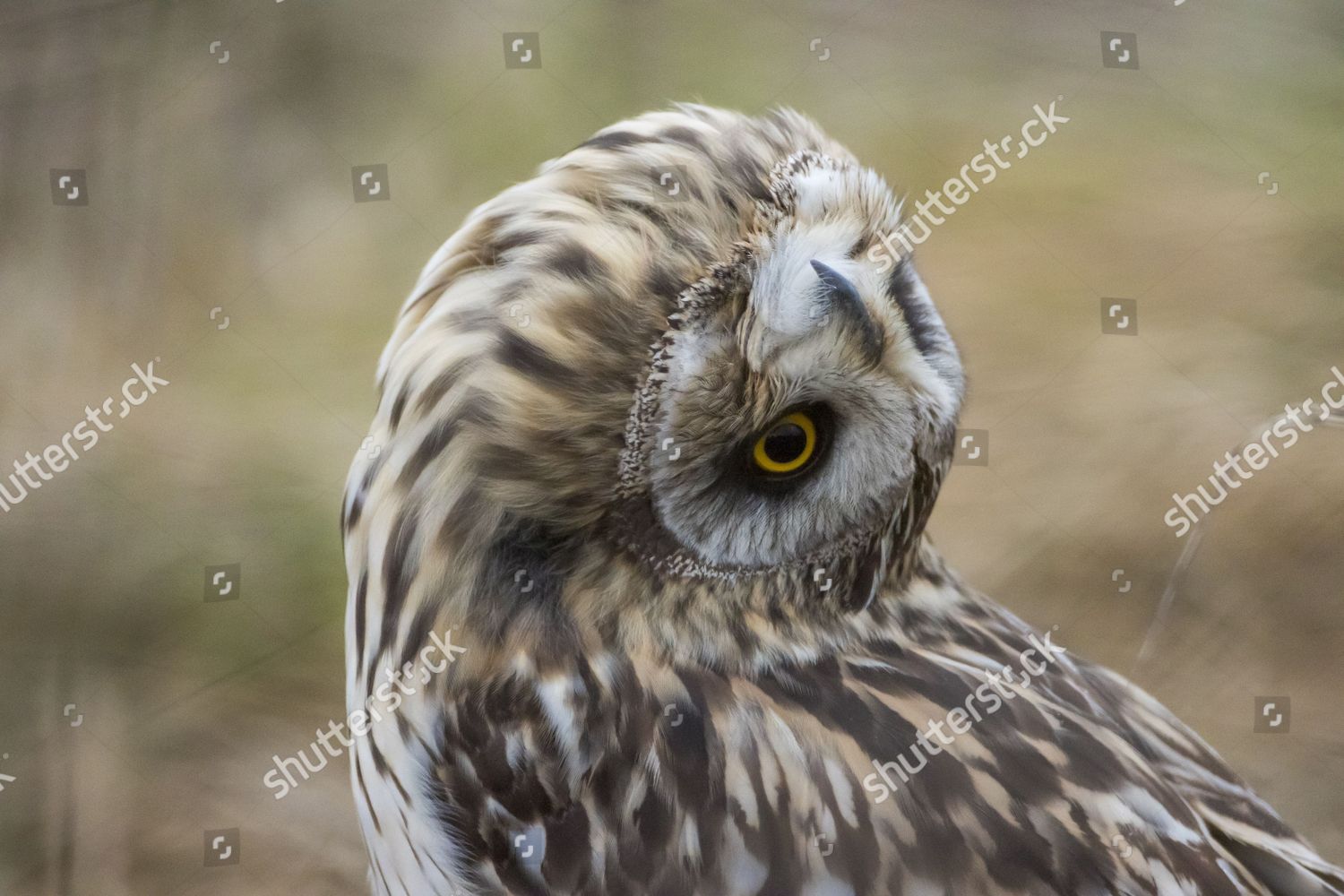 owl turning head Editorial Stock Photo Stock Image Shutterstock