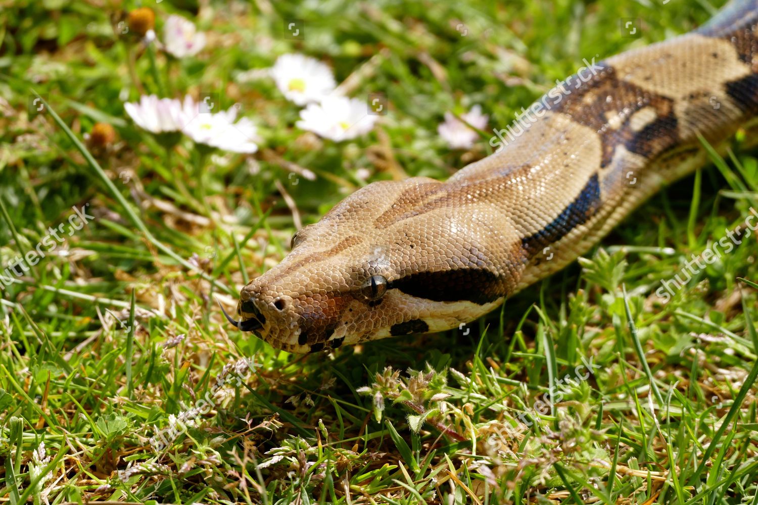 Columbian Red Tailed Boa Constrictor Taken Editorial Stock Photo ...