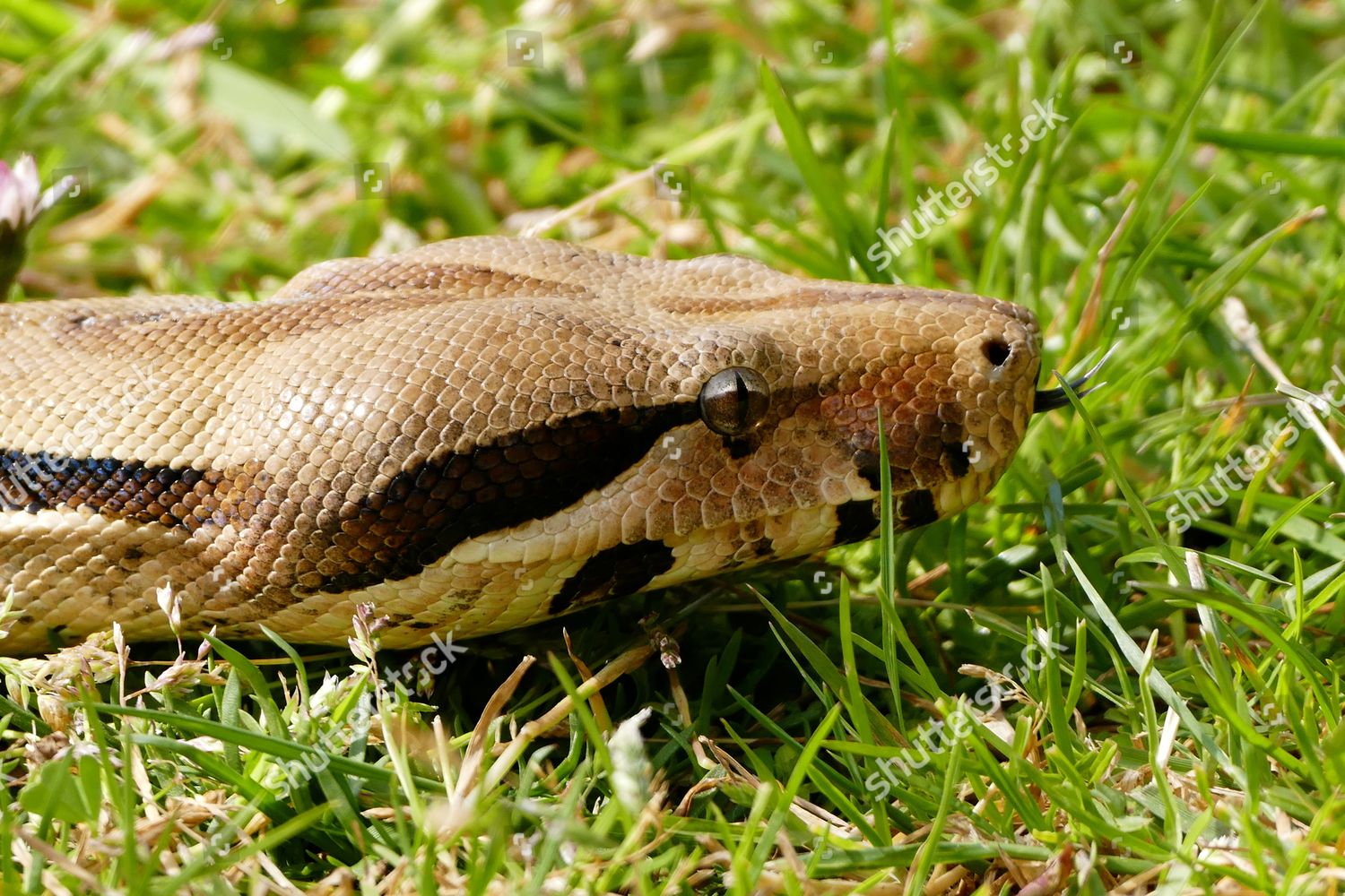 Columbian Red Tailed Boa Constrictor Taken Editorial Stock Photo ...