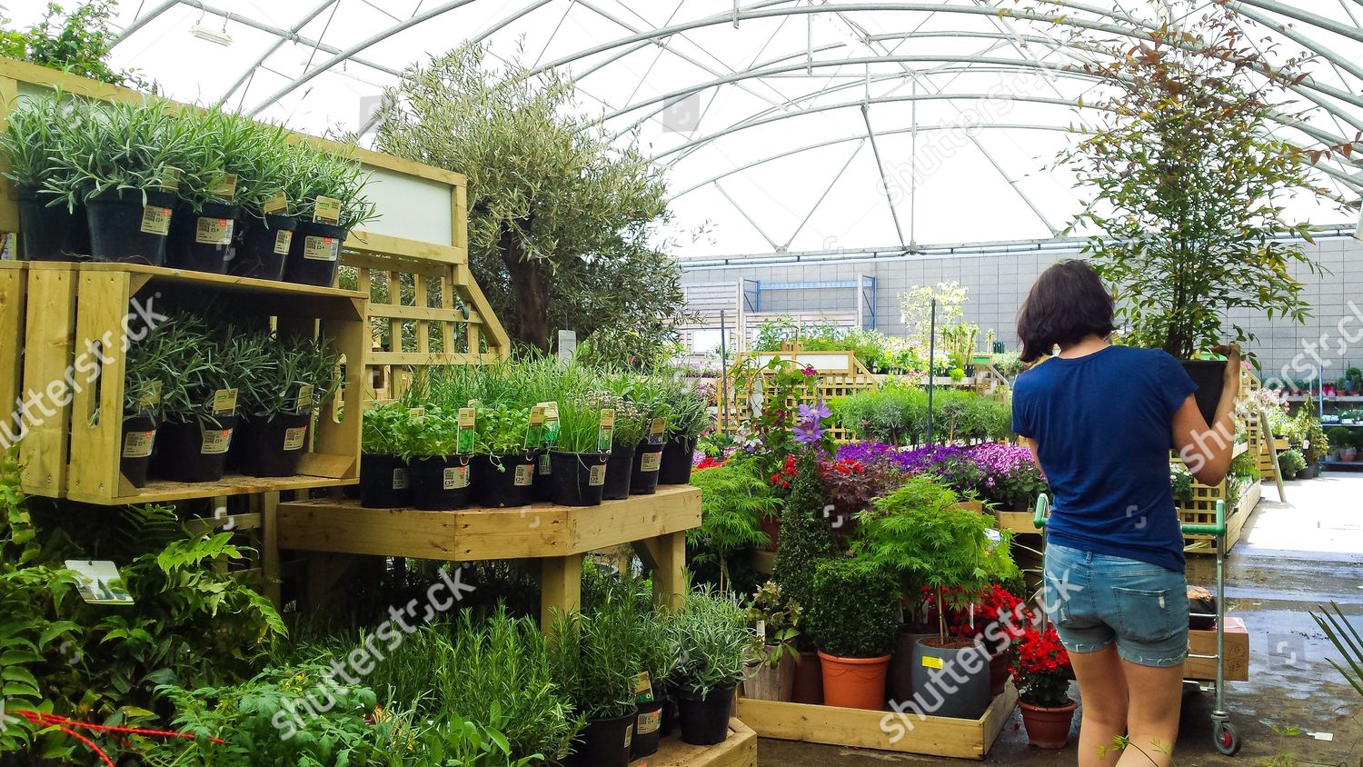Shopper Carries Plant Pot Garden Centre Editorial Stock Photo Stock