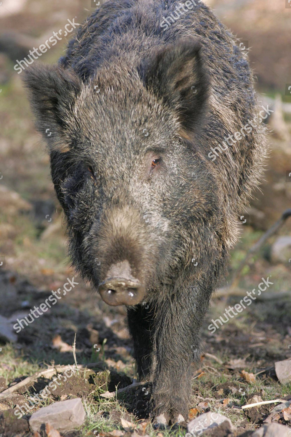Wild Boar Released By Animal Rights Group Editorial Stock - 