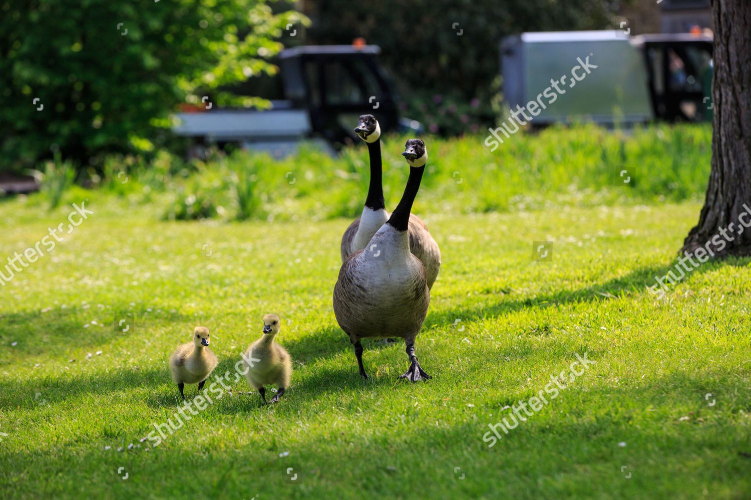 Canada Geese Young Goslings Kew Gardens Editorial Stock Photo - Stock