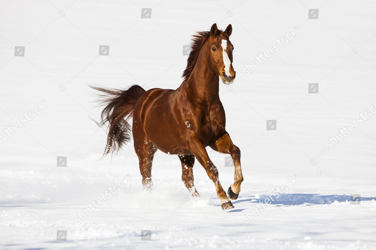 Hanoverian Horse Fox Brown Reddish Fur Editorial Stock Photo - Stock ...