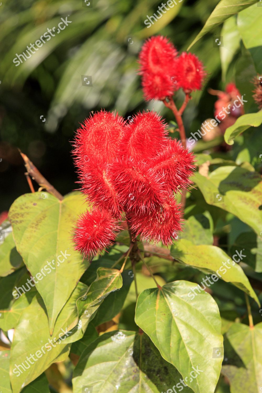 Annatto Achiote Lipstick Tree Bixa Orellana Editorial Stock Photo