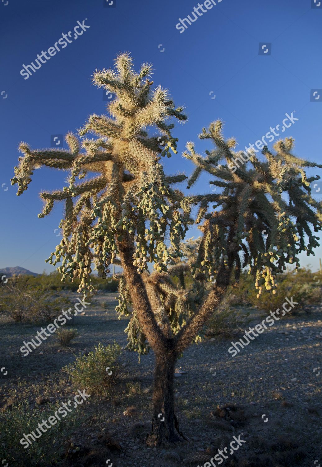 Chainfruit Cholla Cactus Called Hanging Chain Editorial Stock Photo ...