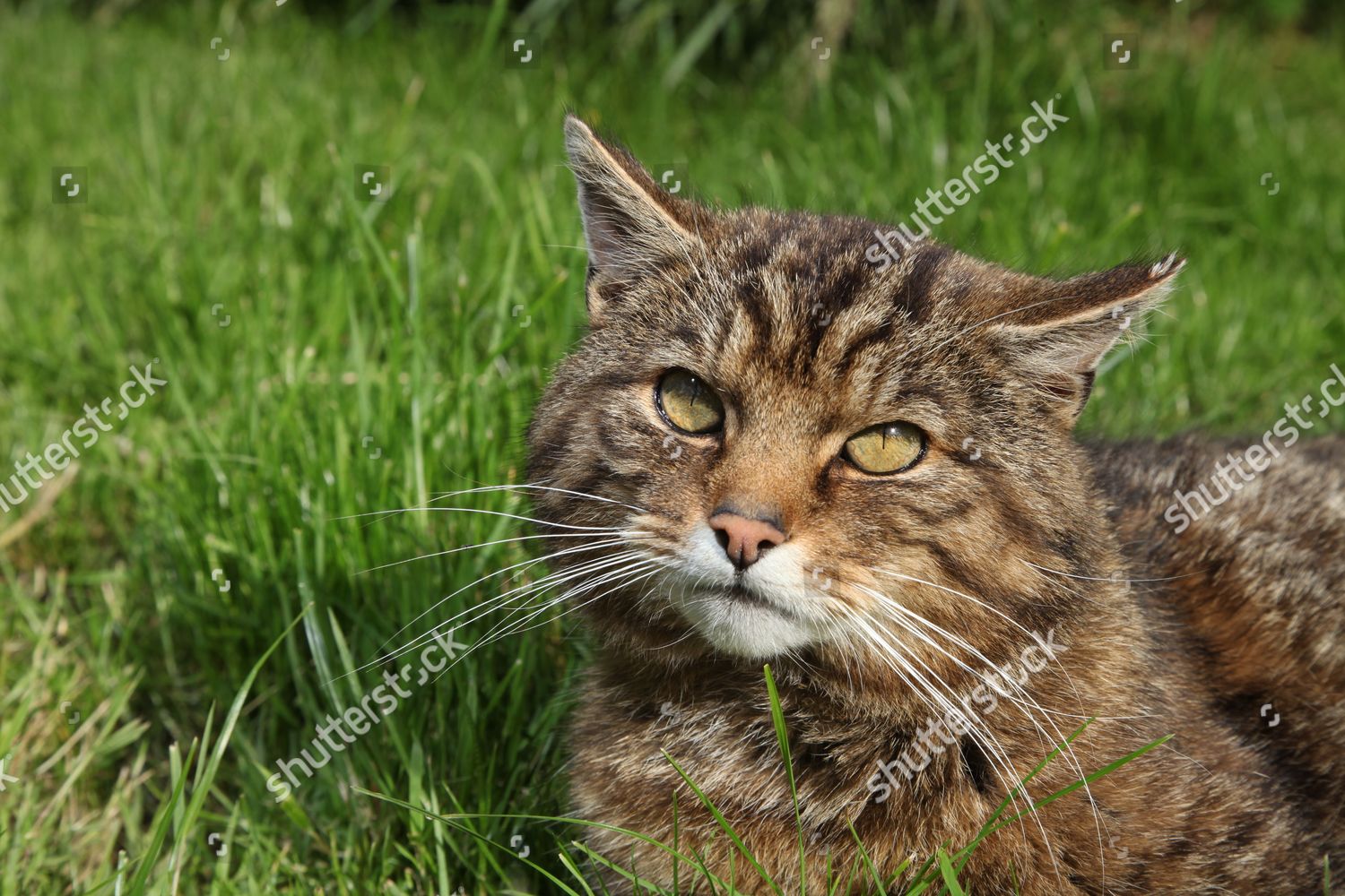 Male Scottish Wildcat Prowls Around Enclosure Editorial Stock Photo