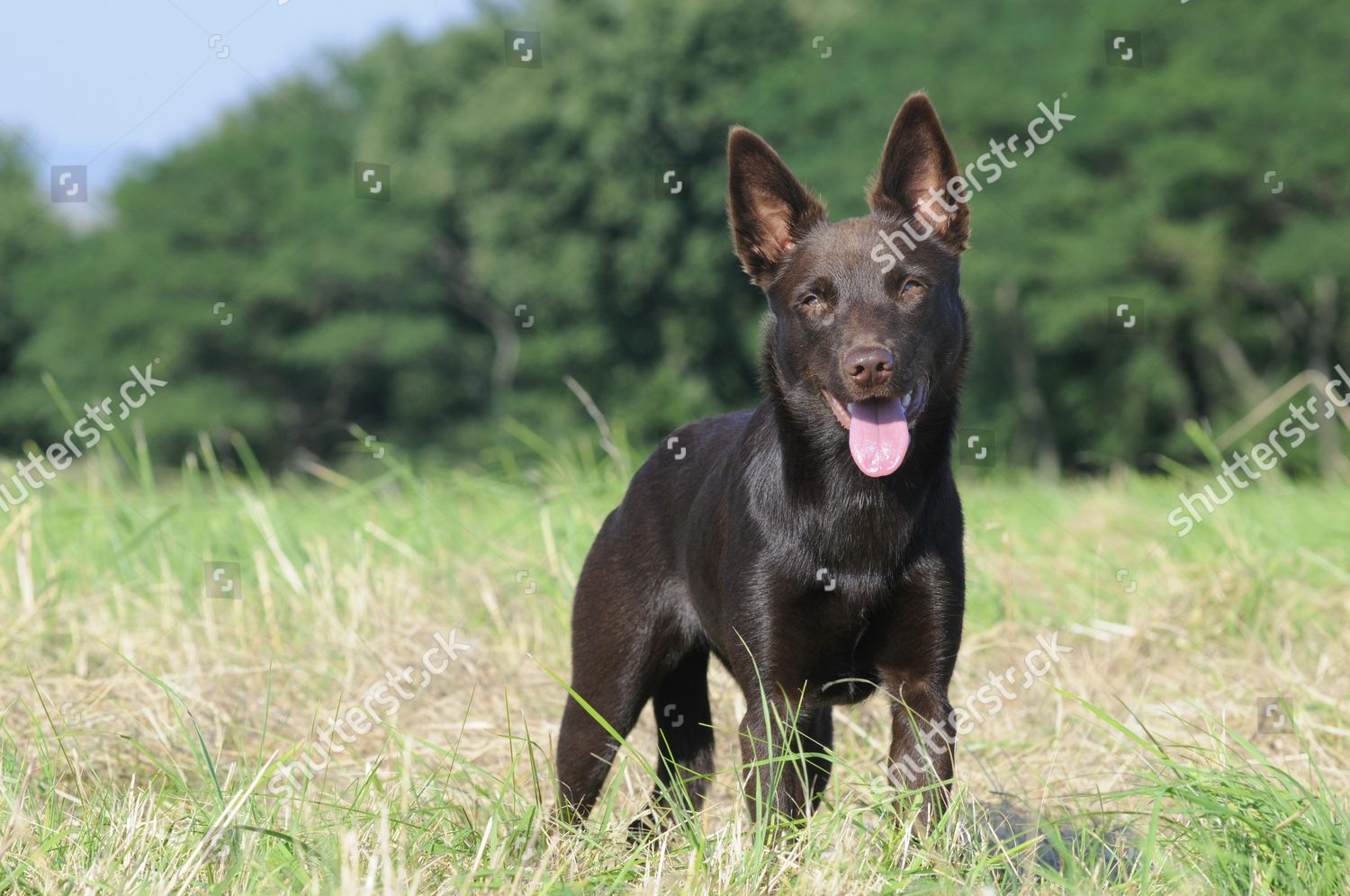 Australian Kelpie Chocolate Coloured Standing Meadow Editorial Stock ...