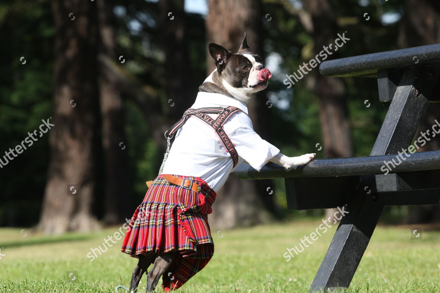 kilts for dogs