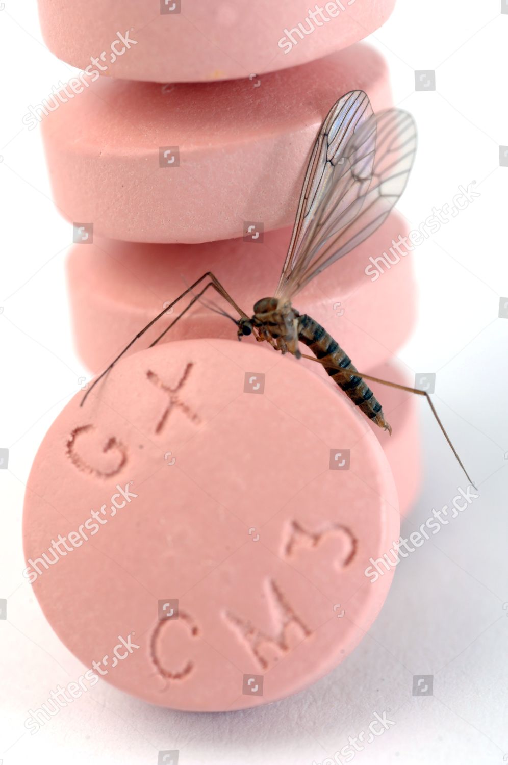 Anti Malaria Tablets Malarone Mosquito Editorial Stock Photo Stock