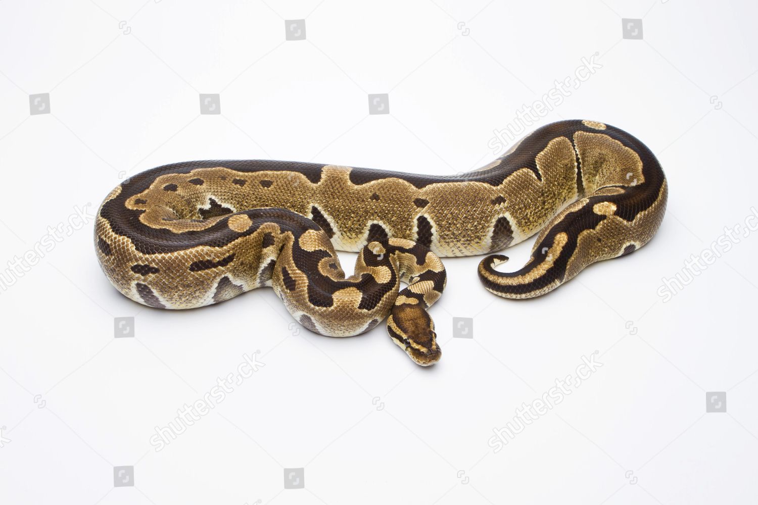 Royal Python Python Regius Super Razor Editorial Stock Photo - Stock ...
