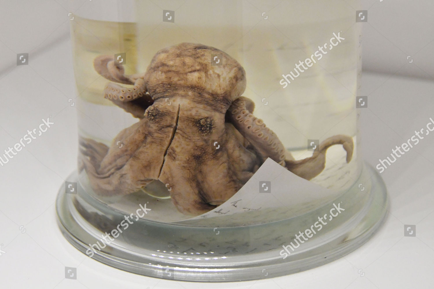Darwins Pet Octopus Kept On Board Editorial Stock Photo Stock Image