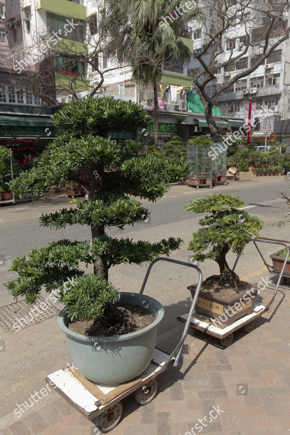 Bonsai Trees Sale Flower Market Mong Editorial Stock Photo Stock Image Shutterstock