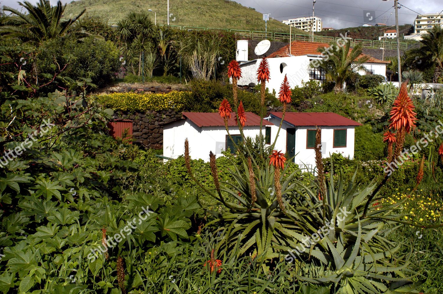 Private House Garden Canico Madeira Portugal Editorial Stock Photo