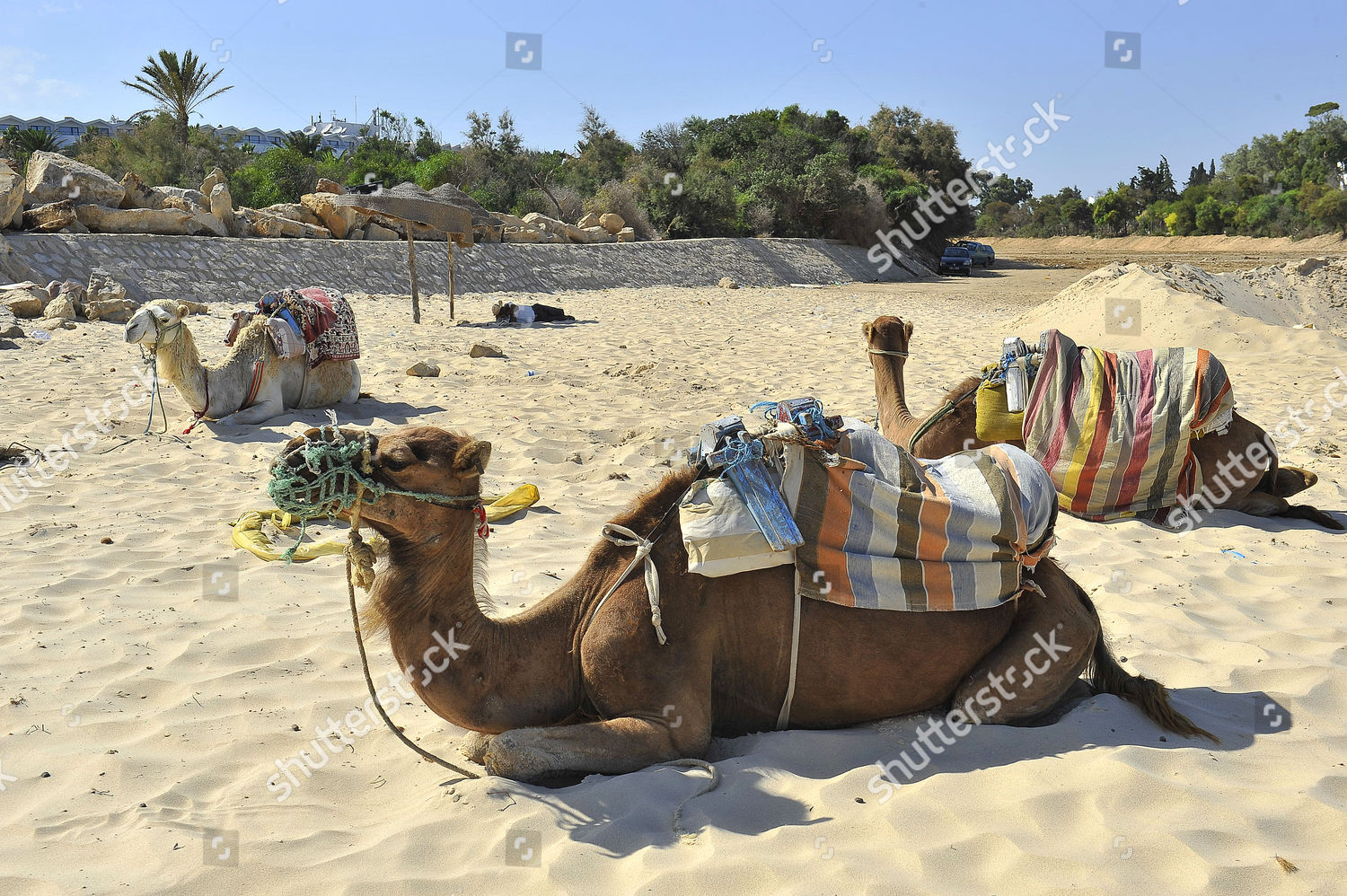 Sentido phenicia tunisia