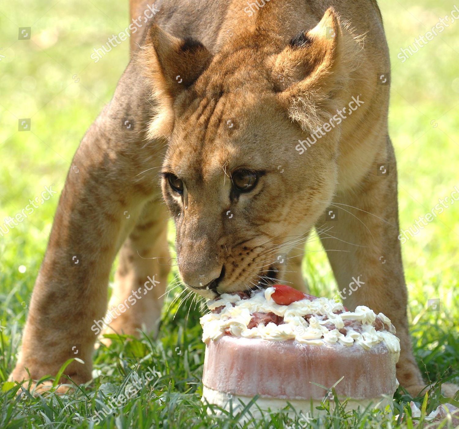 Lion King Theme Cake — Eat With Arli