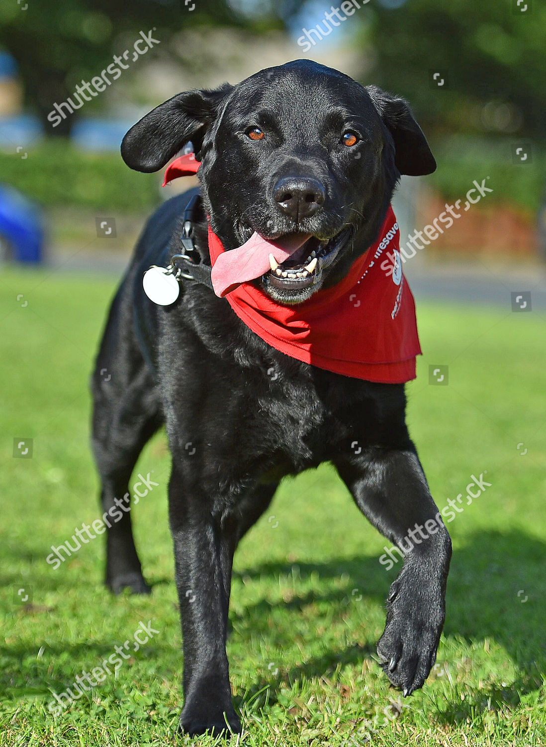Eight Year Old Black Labrador Bramble Editorial Stock Photo Stock
