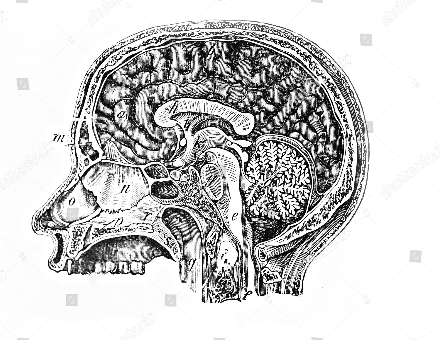 longitudinal-section-human-head-anatomical-illustration-editorial-stock