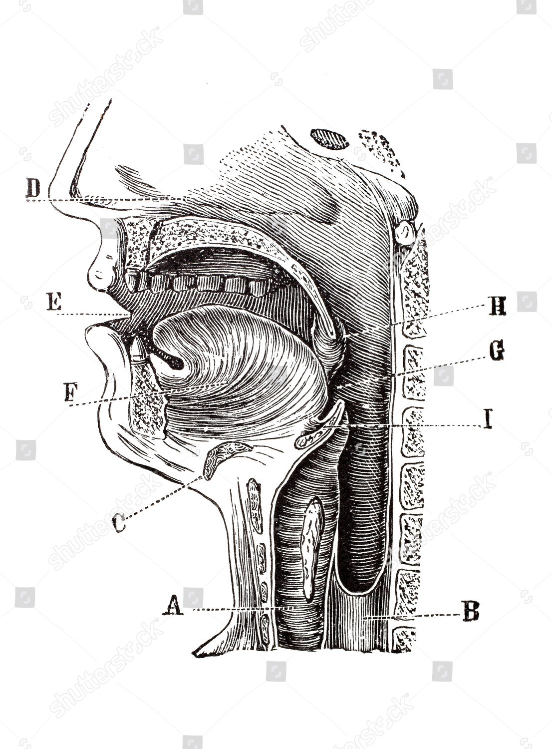 Longitudinal Section Human Head Anatomical Illustration Editorial Stock ...