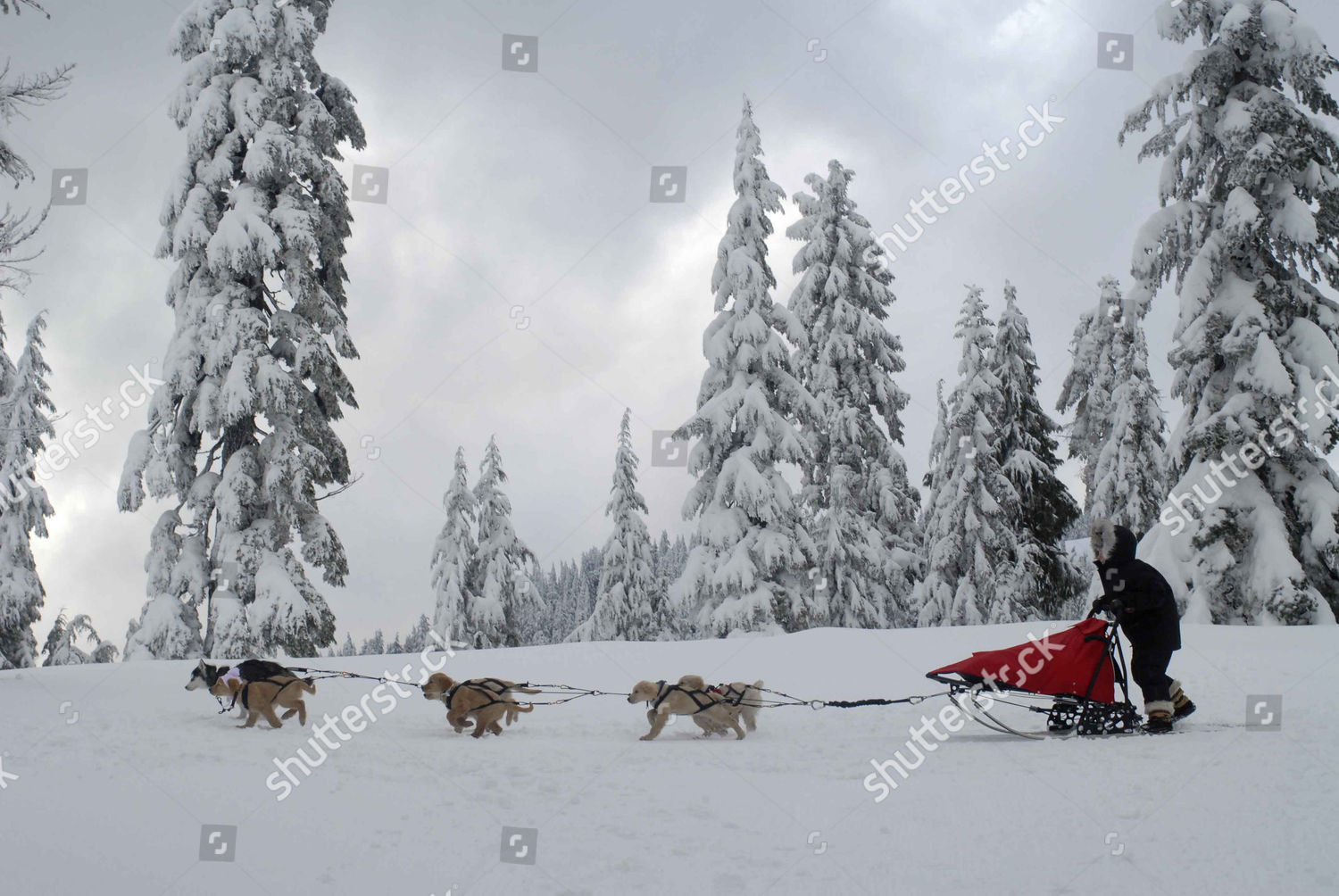 snow-buddies-2008-editorial-stock-photo-stock-image-shutterstock