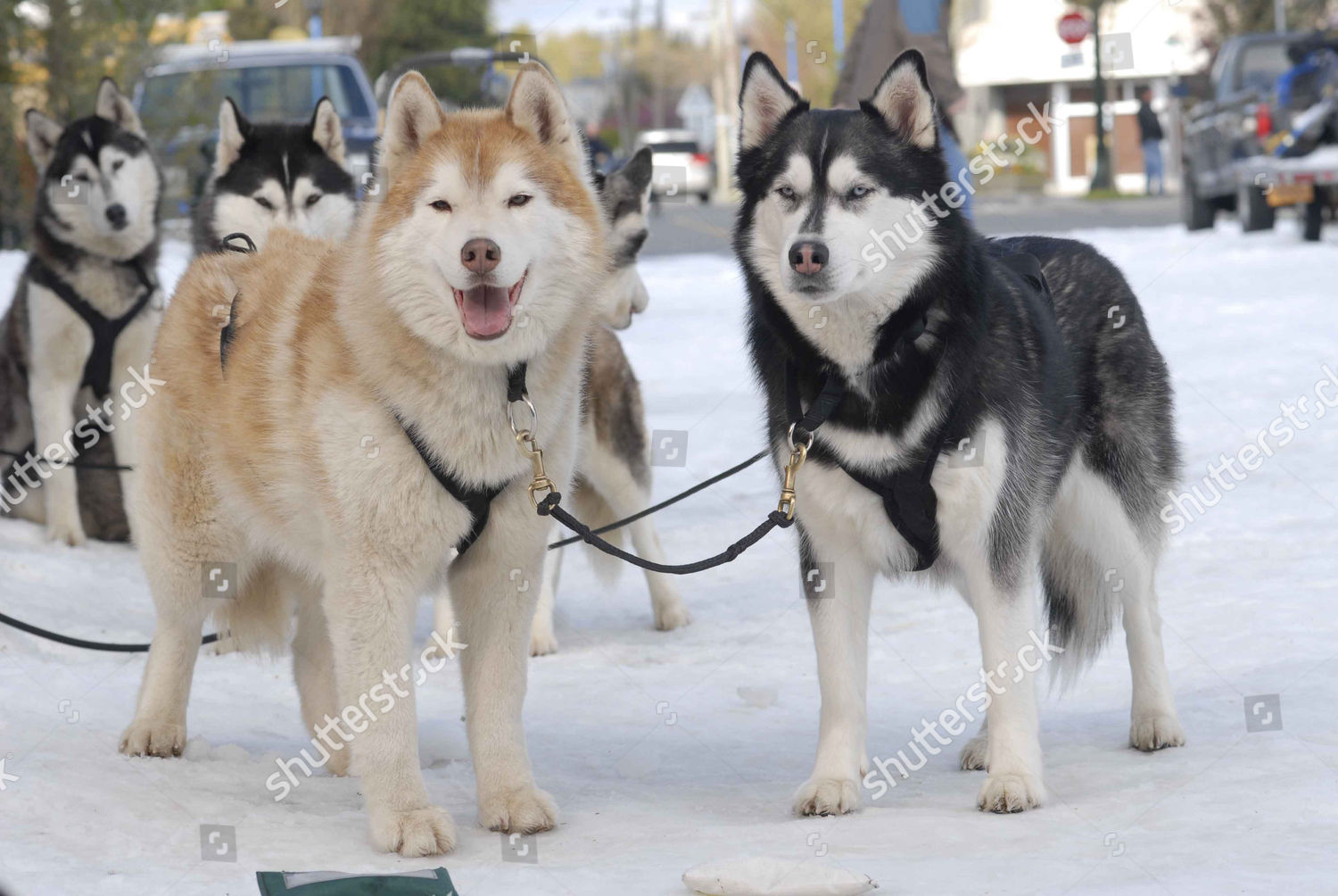 Snow Buddies 2008 Editorial Stock Photo Stock Image Shutterstock